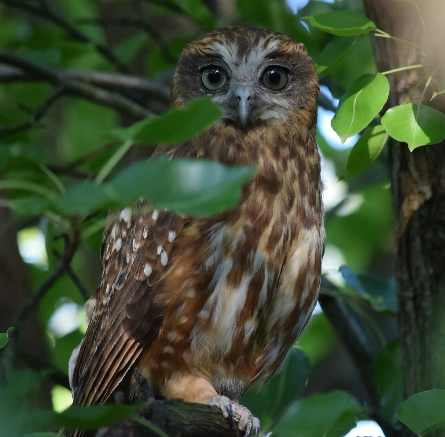 Owl classification model training results